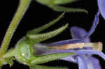 Pale spike lobelia